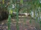 14324:16 - Furnished house with a garage ,a summer  kitchen 5km to Bolyarov