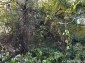 14537:16 - Plot of land with an old house and a barn for renovation Konak
