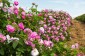 15610:68 - Cozy house at the heart of rose & lavendulan fields Kazanlak