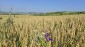 15759:94 - Traditional Bulgarian house  marvelous views big garden