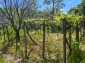 15921:7 - Cheap Rural Bulgarian house  with nice view 14km to Danube