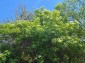 15921:38 - Cheap Rural Bulgarian house  with nice view 14km to Danube