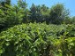 15954:42 - House for renovation - big garden and nice views  Danube plane