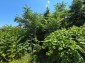 15954:41 - House for renovation - big garden and nice views  Danube plane