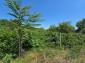 15954:56 - House for renovation - big garden and nice views  Danube plane