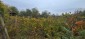 15954:88 - House for renovation - big garden and nice views  Danube plane
