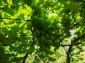 15954:97 - House for renovation - big garden and nice views  Danube plane